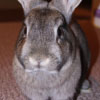 The Benefits of Having a Rabbit as a Pet - Why Bunnies Make Great Companions