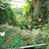 The Benefits of Planting a Butterfly Garden: Why You Should Create Your Own Butterfly Oasis