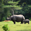 The Best Destinations for Wildlife Safaris on Holiday