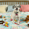 The Best Holiday Gifts for Your Furry Friends