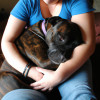 The Best Ways to Introduce a New Pet to Your Home - Tips and Advice
