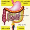 The Connection Between Gut Health and Mental Health: What You Need to Know