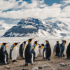 The Curious Life of Penguins: A Peek Into Their Fascinating World