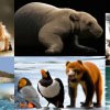 The Cutest Baby Animals on Earth: Adorable Creatures You Can't Help But Love