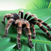 The Different Types of Pet Arachnids: A Guide for Arachnid Enthusiasts