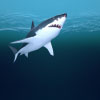 The Eating Habits of Sharks: What Do They Really Eat?