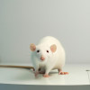 The Ethical Dilemma of Animal Testing for Medical Research