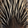 The Fascinating Life of Porcupines: Anatomy, Behavior, and Habitat