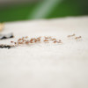 The Fascinating World of Ants: Behaviors and Colony Structures