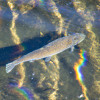 The Fascinating World of Freshwater Fish: Exploring the Diversity of Aquatic Life