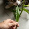 The Hidden Perils: Common Household Plants Harmful to Your Pets