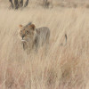 The Hunting Behavior of Lions: Insights into the King of the Jungle's Hunting Techniques