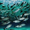 The Impact of Pollution on Marine Life: How Our Actions Affect the Ocean’s Ecosystems
