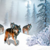 The Importance of Wolves in Our Ecosystem