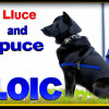 The Important Role of Dogs in Law Enforcement