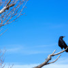 The Incredible Intelligence of Ravens: Beyond their Famous Cawing