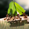 The Incredible World of Ants: Master Builders and Industrious Workers