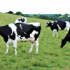 The Life of a Farm Animal: Understanding Their Daily Routines and Needs