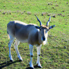 The Most Unusual Animals You've Never Heard Of