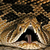 The Most Venomous Snakes in North America: A Guide