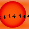 The Mysteries of Migration: How Do Animals Find Their Way Home?
