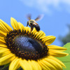 The Perfect Match: The Symbiotic Relationship Between Bees and Flowers