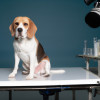 The Pros and Cons of Animal Testing in Medical Research