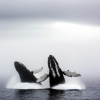 The remarkable communication methods of whales