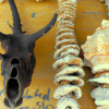 The Role of Animals in Traditional Medicine: Culture and Controversy
