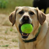 The Science Behind Why Dogs Love to Play Fetch