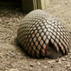The Strangest Mammals in the Animal Kingdom: Curious Creatures