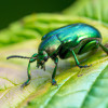 The Surprising World of Beetles: A Look into These Fascinating Insects