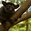 The Top 10 Most Underrated Animals You Need to Know About