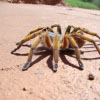 The Top 10 Most Venomous Spiders in the World