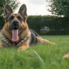 The Top 5 Most Loyal Dog Breeds