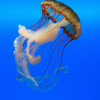 The Top 5 Most Poisonous Animals - How Deadly Are They?