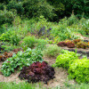 The Ultimate Guide: How to Start a Successful Garden from Scratch
