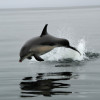 The Unique Abilities of Marine Mammals