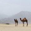 The Unique Adaptations of Camels: How They Survive in Harsh Environments