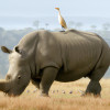 The Vital Connection: Understanding the Symbiotic Relationship between Rhinos and Birds