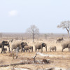 The Vital Role of Animal Conservation in Sustainable Tourism