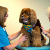 The Vital Role of Therapy Animals in Modern Healthcare Settings