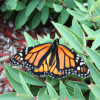 The Wonders of Butterflies: From Caterpillars to Beautiful Winged Creatures