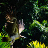 The World's Most Endangered Birds: The Philippine Eagle, The Kakapo, and The Albatross