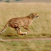 Top 20 Fastest Animals on Earth – Cheetahs, Eagles, and More