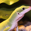Top YouTube Channels Every Animal Lover and Pet Owner Must Follow