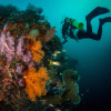 Top-Rated Scuba Diving Spots to Elevate Your Next Adventure