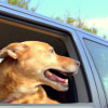 Travel with Your Pet: Tips to Make It Stress-Free for Both of You