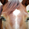 Understanding the Body Language of Horses – Tips and Techniques