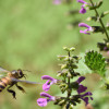 Unlocking the Secrets of the Language of Bees - An Insight into the Hive Mind